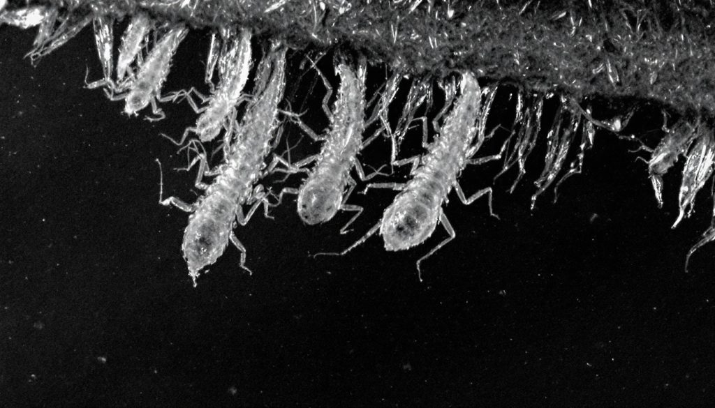 découvrez les caractéristiques essentielles pour identifier les larves de punaise de lit. apprenez à reconnaître leur apparence, leur habitat et les signes de leur présence dans votre domicile pour mieux les contrôler et éviter les infestations.