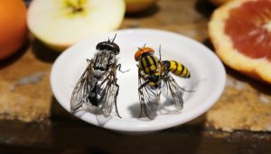 découvrez comment distinguer mouches et moucherons avec notre guide pratique ! apprenez à identifier ces insectes nuisibles et à prendre des mesures efficaces pour votre maison et votre jardin.