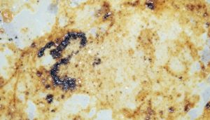 découvrez tout sur la crotte de punaises de lit : identification, problèmes de santé associés et conseils pour eradication. protégez votre maison des envahisseurs indésirables !