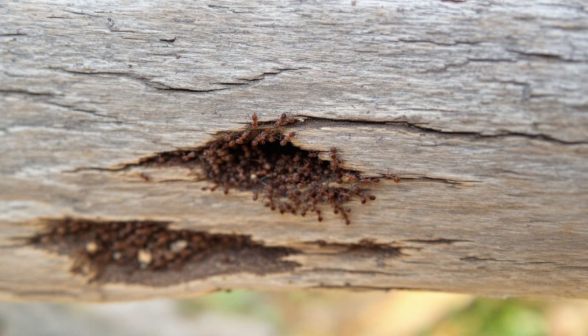 découvrez des solutions efficaces pour lutter contre l'infestation de fourmis charpentières dans votre maison. apprenez à identifier les signes d'invasion et à appliquer des méthodes de prévention et d'éradication pour protéger votre habitat.
